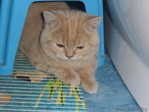 Шикарный британский мальчик с документами