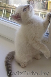 Милые британские котята