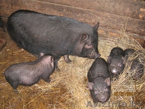 Поросята, свинки, хрячки вьетнамской вислобрюхой травоядной породы - Изображение #1, Объявление #654759