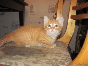 Подарю рыженького котенка - Изображение #2, Объявление #673468
