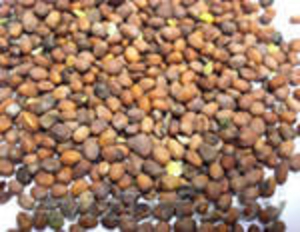 семена  редьки масличной - Изображение #1, Объявление #903601