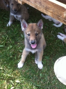 Щенки западно-сибирской лайки с родословной