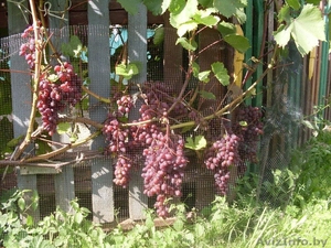продам саженцы винограда - Изображение #2, Объявление #1205827