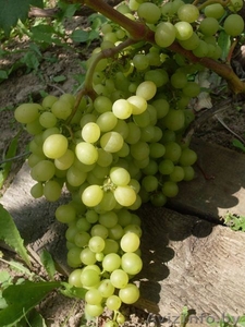 продам саженцы винограда - Изображение #1, Объявление #1205827