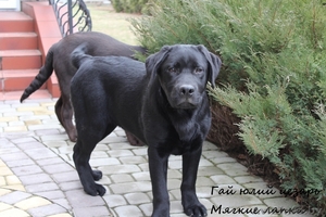 питомник FCI 