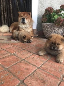 Шчанюкі чау-чау