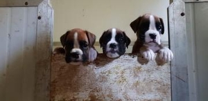 Даступна 6 шчанюкоў баксёра высокай генеалогіі.