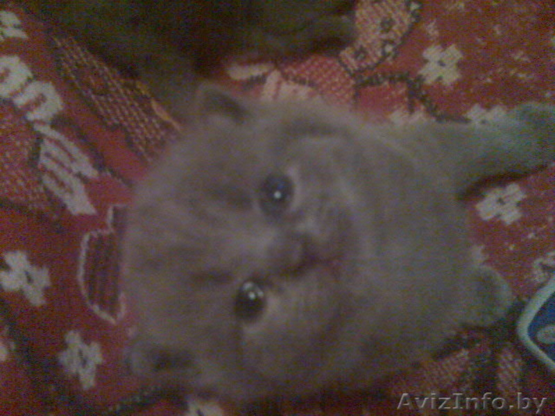котята британские - Изображение #3, Объявление #121067