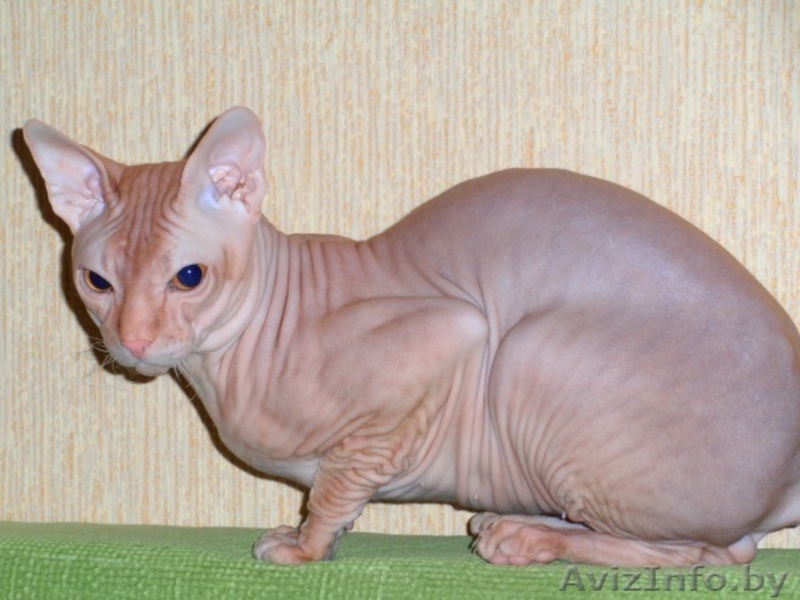 Элитный кот породы Донской сфинск ищет подругу для вязки! - Изображение #1, Объявление #186863