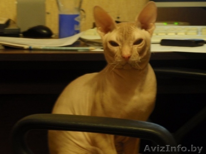 Элитный кот породы Донской сфинск ищет подругу для вязки! - Изображение #2, Объявление #186863