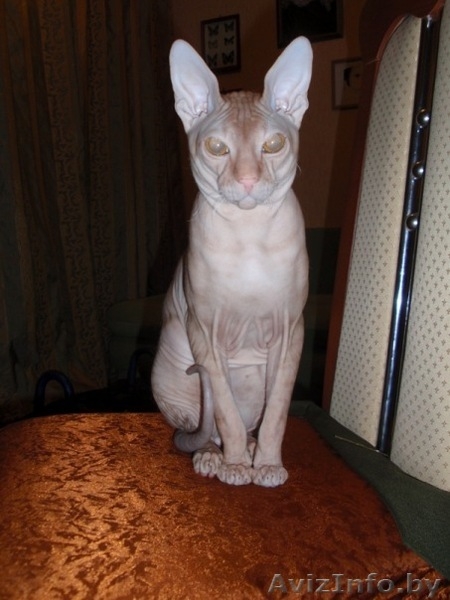 Элитный кот породы Донской сфинск ищет подругу для вязки! - Изображение #3, Объявление #186863