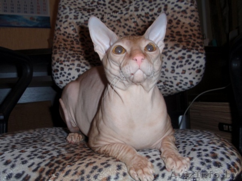 Элитный кот породы Донской сфинск ищет подругу для вязки! - Изображение #4, Объявление #186863