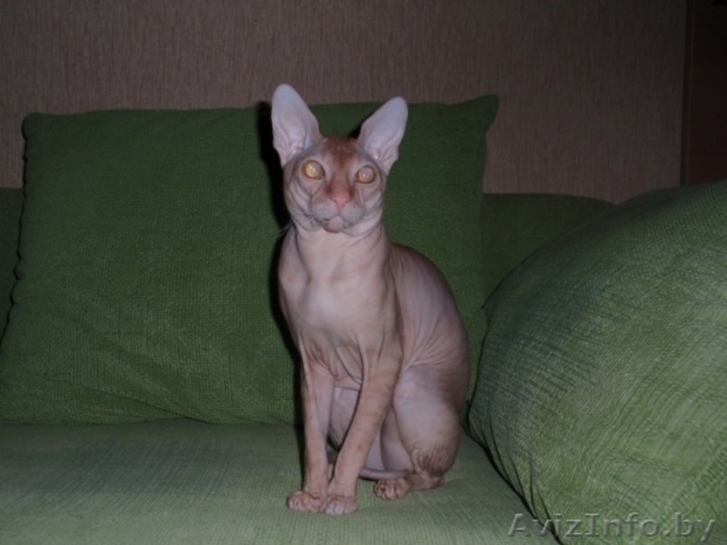 Элитный кот породы Донской сфинск ищет подругу для вязки! - Изображение #5, Объявление #186863
