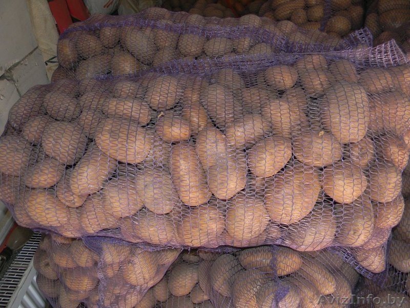 ПРОДАМ КАТРОФЕЛЬ СКАРБ - Изображение #2, Объявление #248158