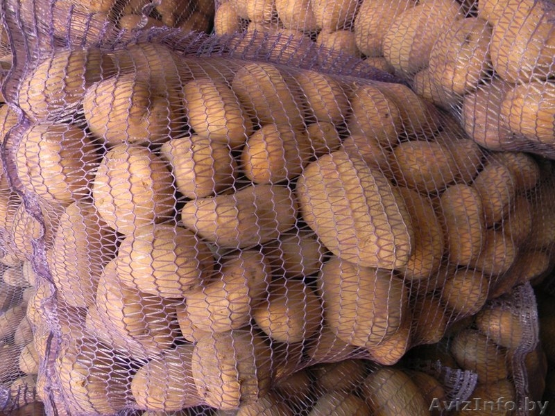 ПРОДАМ КАТРОФЕЛЬ СКАРБ - Изображение #3, Объявление #248158