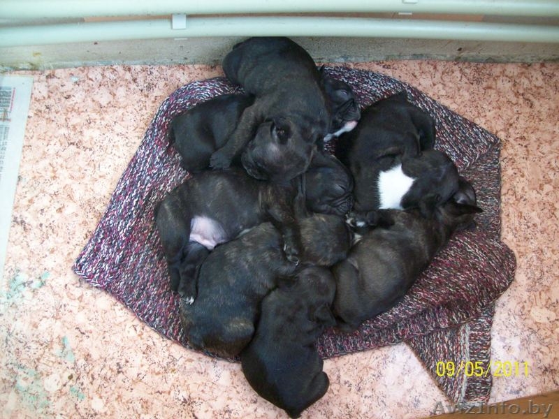 французские бульдоги - Изображение #1, Объявление #262579