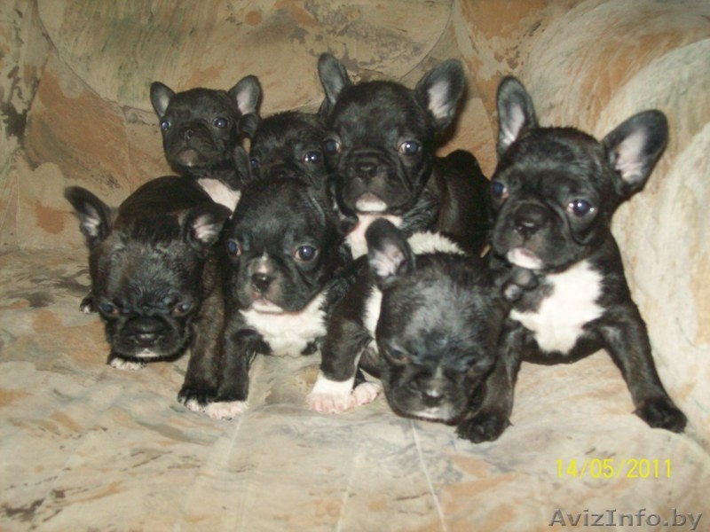 французские бульдоги - Изображение #3, Объявление #262579