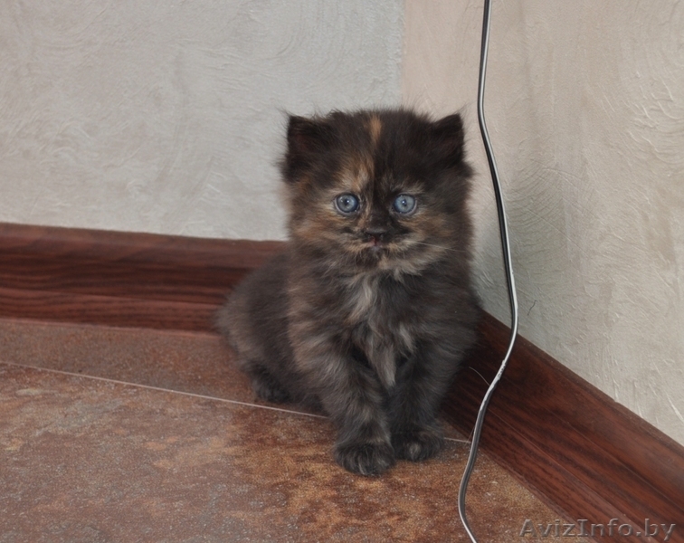 Отдам персидских котят за символическую плату - Изображение #1, Объявление #269015