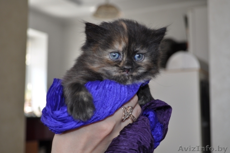 Отдам персидских котят за символическую плату - Изображение #2, Объявление #269015
