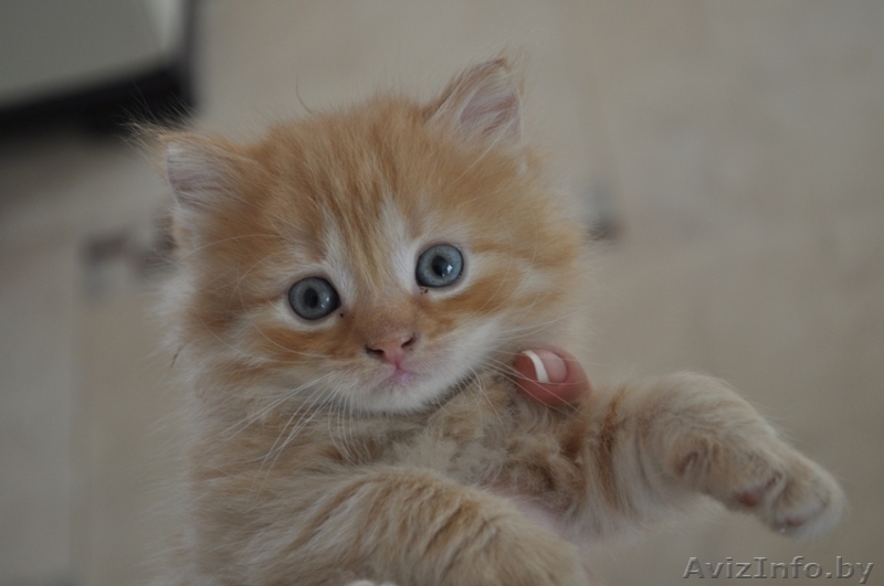 Отдам персидских котят за символическую плату - Изображение #3, Объявление #269015