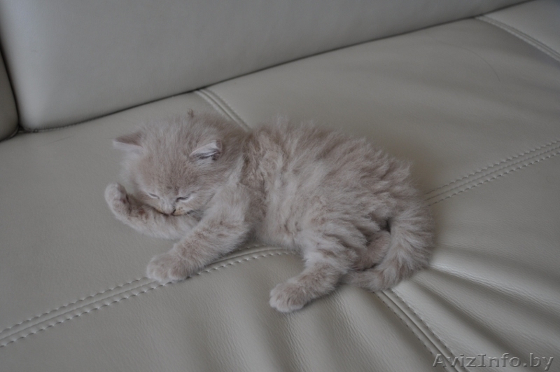 Отдам персидских котят за символическую плату - Изображение #4, Объявление #269015