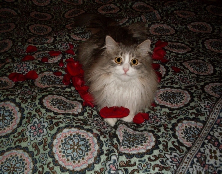 кошку в добрые руки - Изображение #2, Объявление #339714