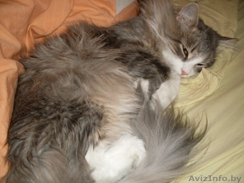 кошку в добрые руки - Изображение #1, Объявление #339714