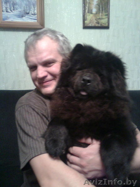 Чау-чау щенки продам - Изображение #5, Объявление #406654