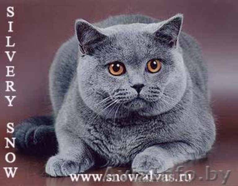 Продам кот британец - Изображение #1, Объявление #603758