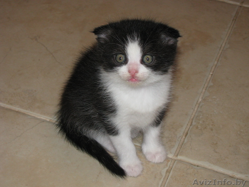 Продам красивых котят (скоттиш фолд, скоттиш страйт) - Изображение #2, Объявление #592784