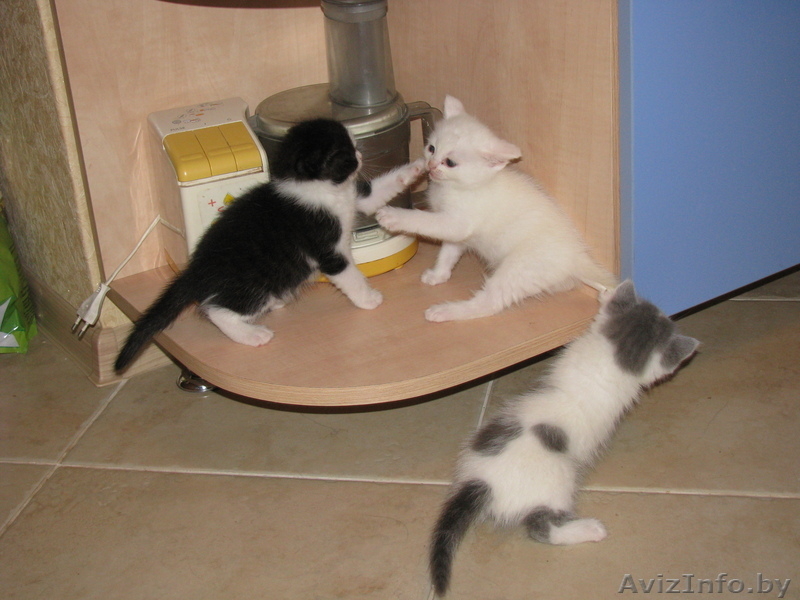 Продам красивых котят (скоттиш фолд, скоттиш страйт) - Изображение #1, Объявление #592784