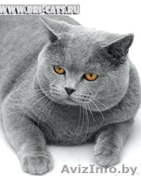 Продам кот британец - Изображение #2, Объявление #603758