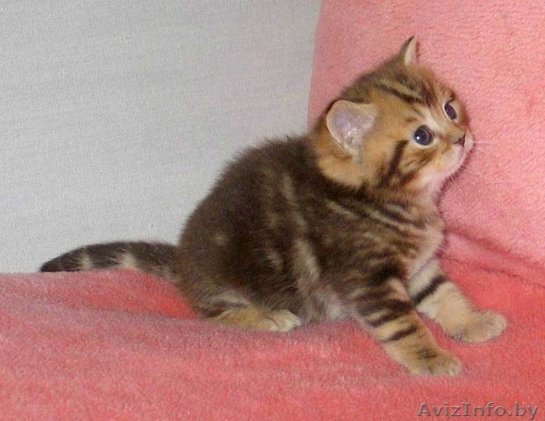 Шотландские плюшевые малыши - Изображение #3, Объявление #641389