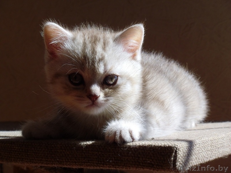 Шотландские плюшевые малыши - Изображение #2, Объявление #641389