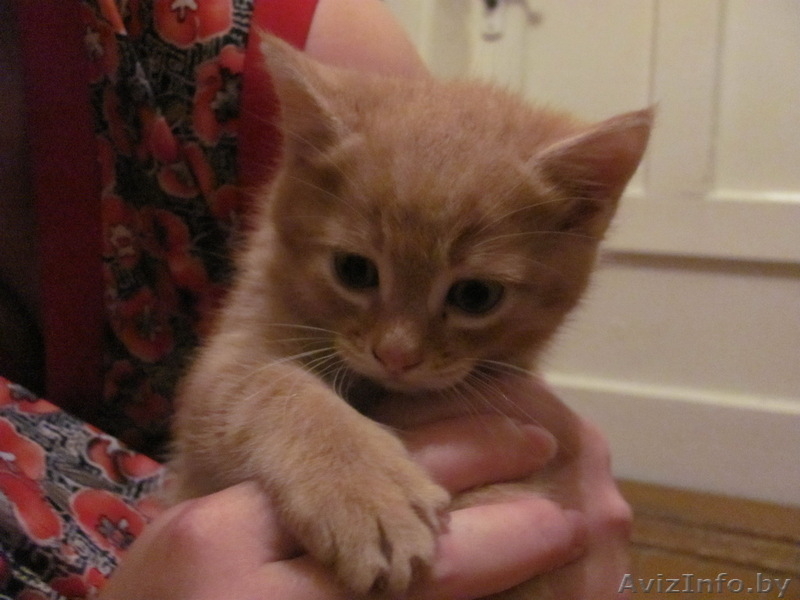 Подарю рыженького котенка - Изображение #1, Объявление #673468