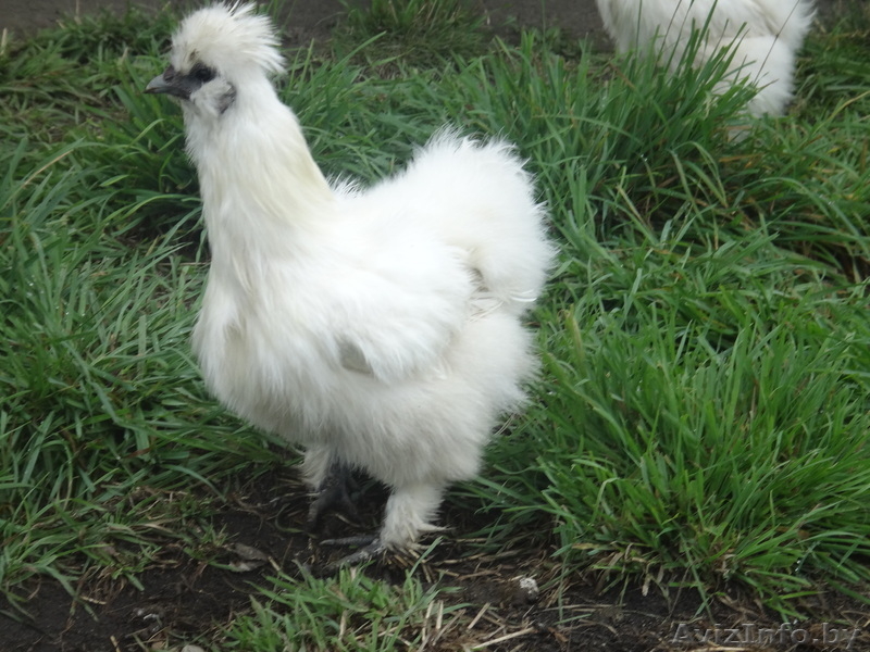 Продам цыплят породистых - Изображение #2, Объявление #716957