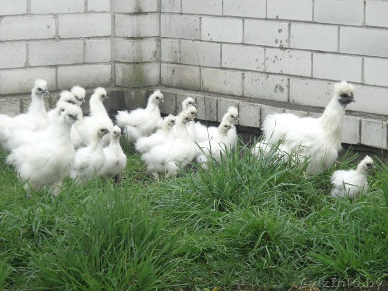 Продам цыплят породистых - Изображение #1, Объявление #716957