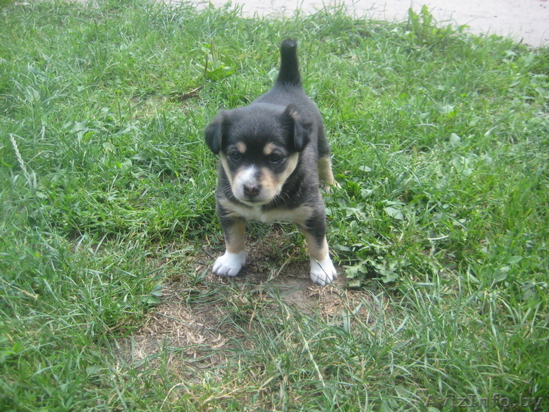 Отдам щенка от маленькой дворняги - Изображение #1, Объявление #721179
