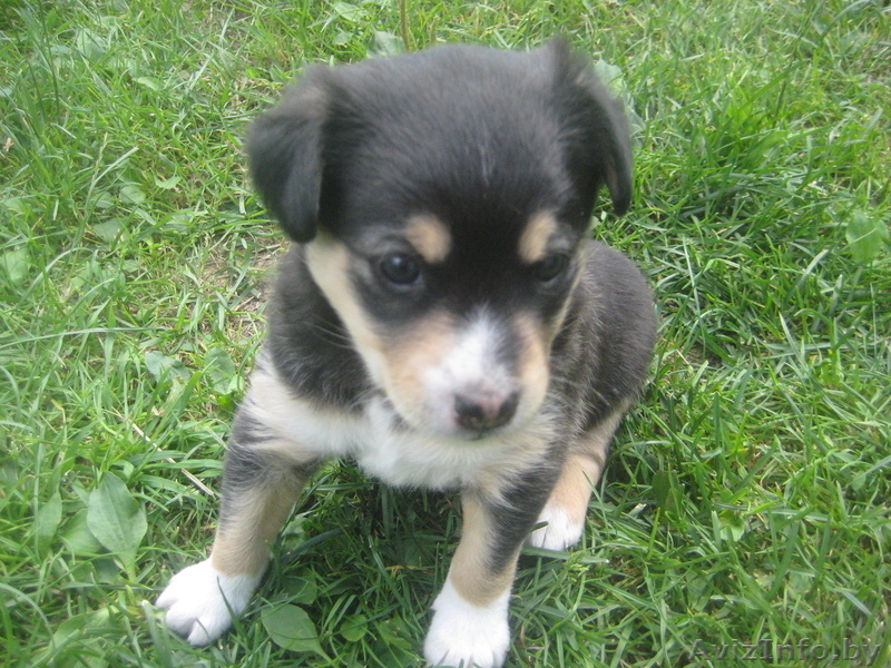 Отдам щенка от маленькой дворняги - Изображение #2, Объявление #721179