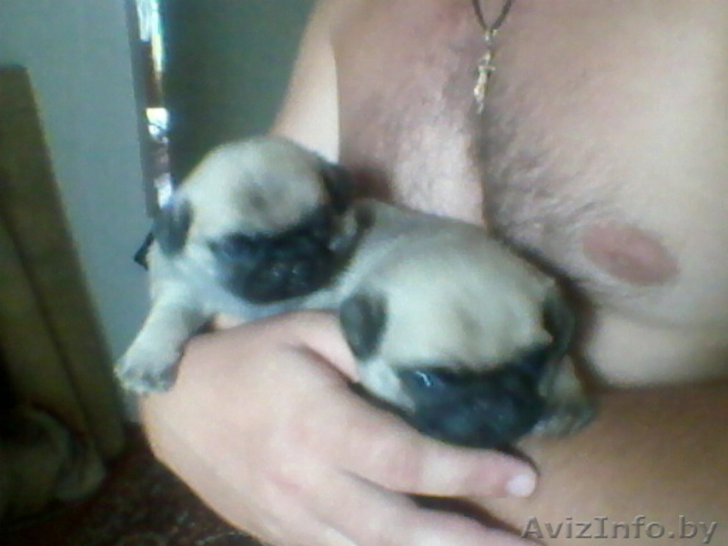 Продам щенков мопса. Девочки - Изображение #2, Объявление #730107