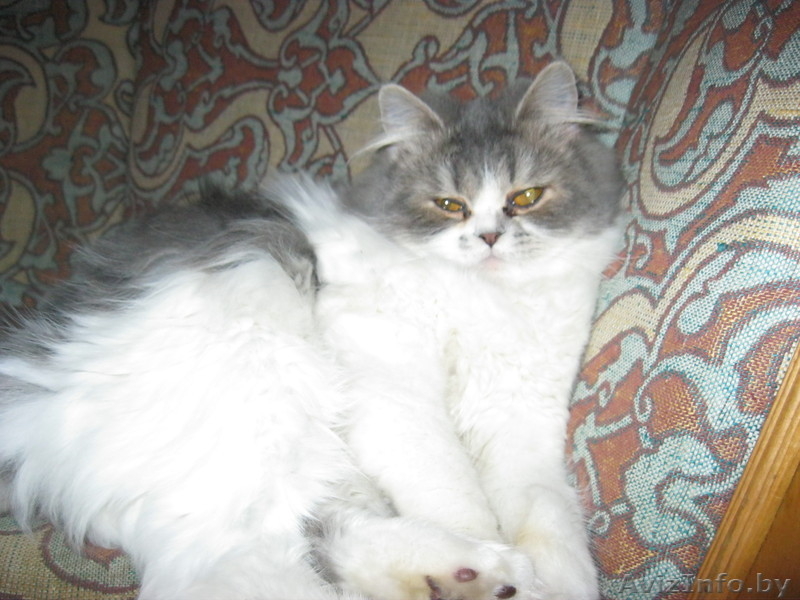 пропала кошка в раёне военного городка серо белый окрас - Изображение #2, Объявление #780743