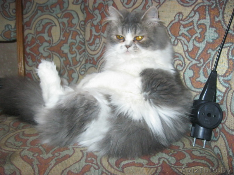 пропала кошка в раёне военного городка серо белый окрас - Изображение #1, Объявление #780743