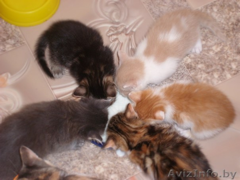 Котята в дар!!!! - Изображение #3, Объявление #771591