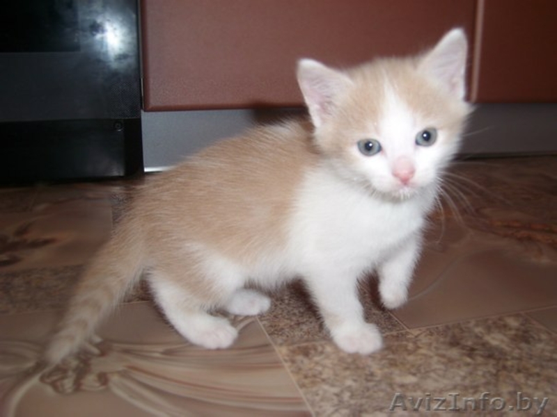 Котята в дар!!!! - Изображение #1, Объявление #771591