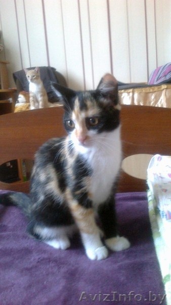 КОТЯТА В ДАР!!! - Изображение #1, Объявление #943490