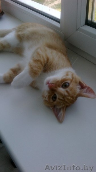 КОТЯТА В ДАР!!! - Изображение #2, Объявление #943490