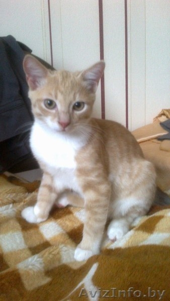 КОТЯТА В ДАР!!! - Изображение #3, Объявление #943490