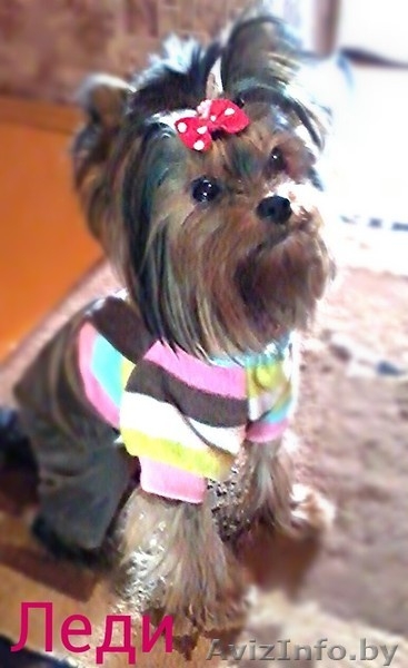 Продажа щенков йоркширского терьера! - Изображение #3, Объявление #1030809