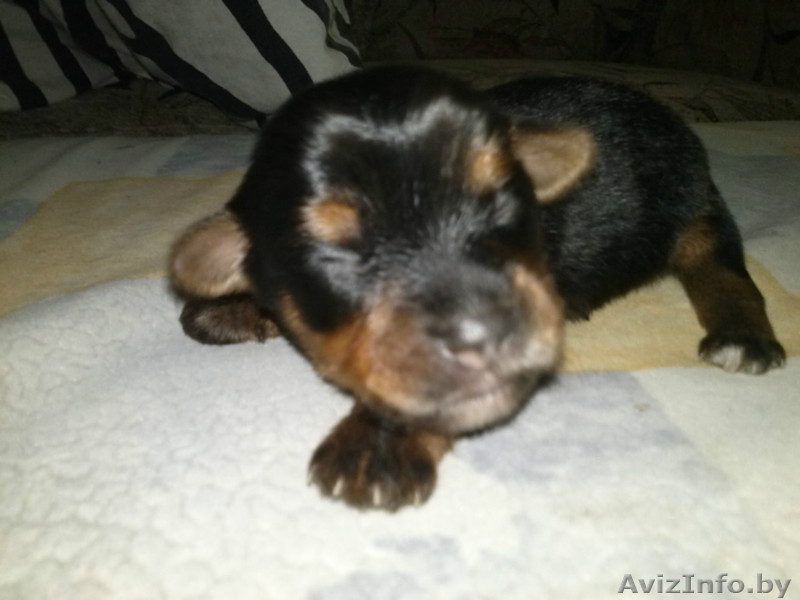 Продажа щенков йоркширского терьера! - Изображение #1, Объявление #1030809