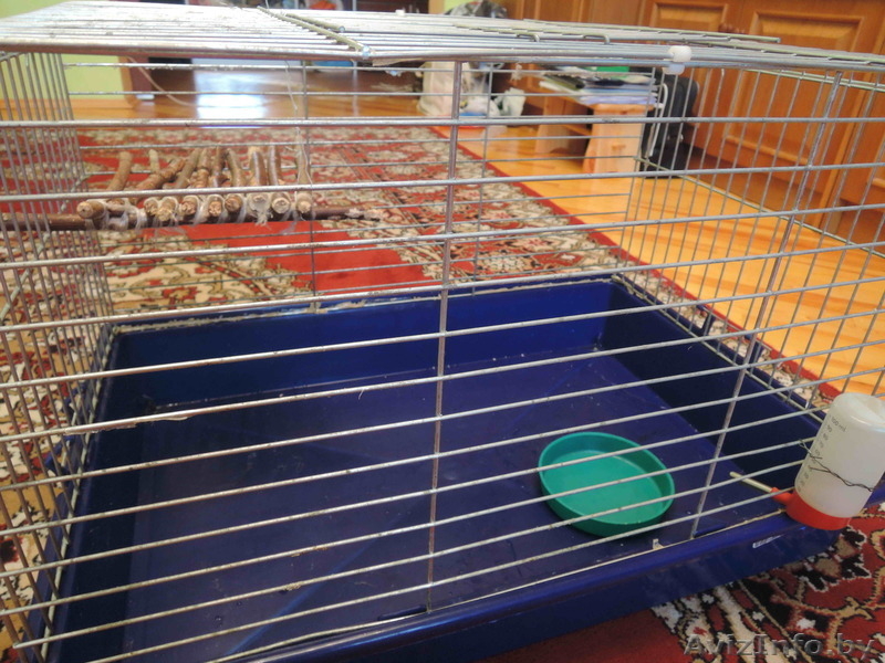 Клетка для домашних питомцев - Изображение #3, Объявление #1090752